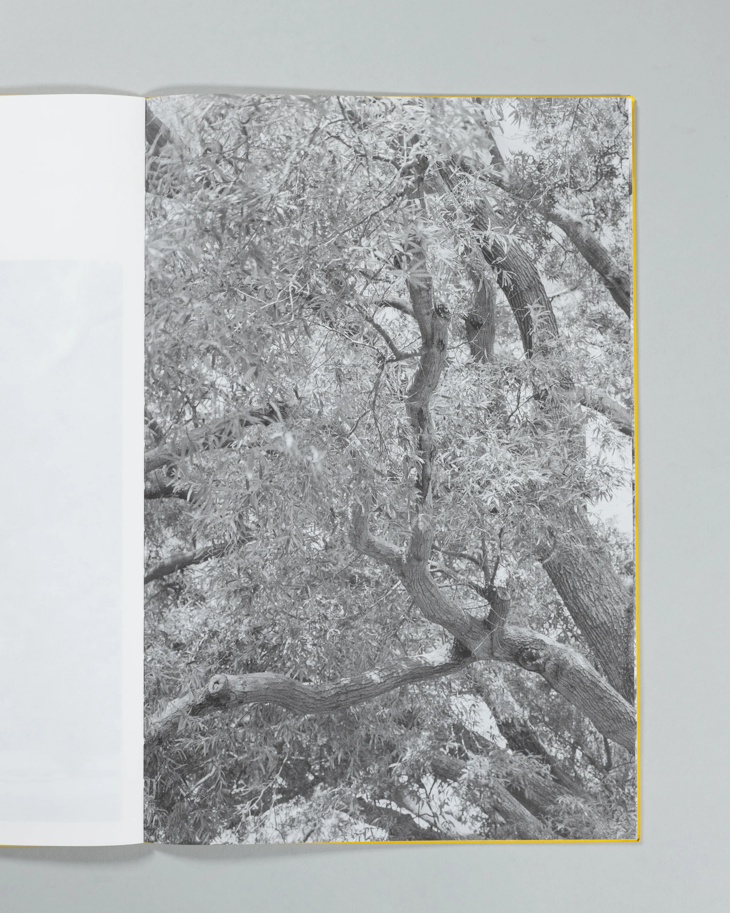Amanda Sauer - Giant Willow Oak - Image 7