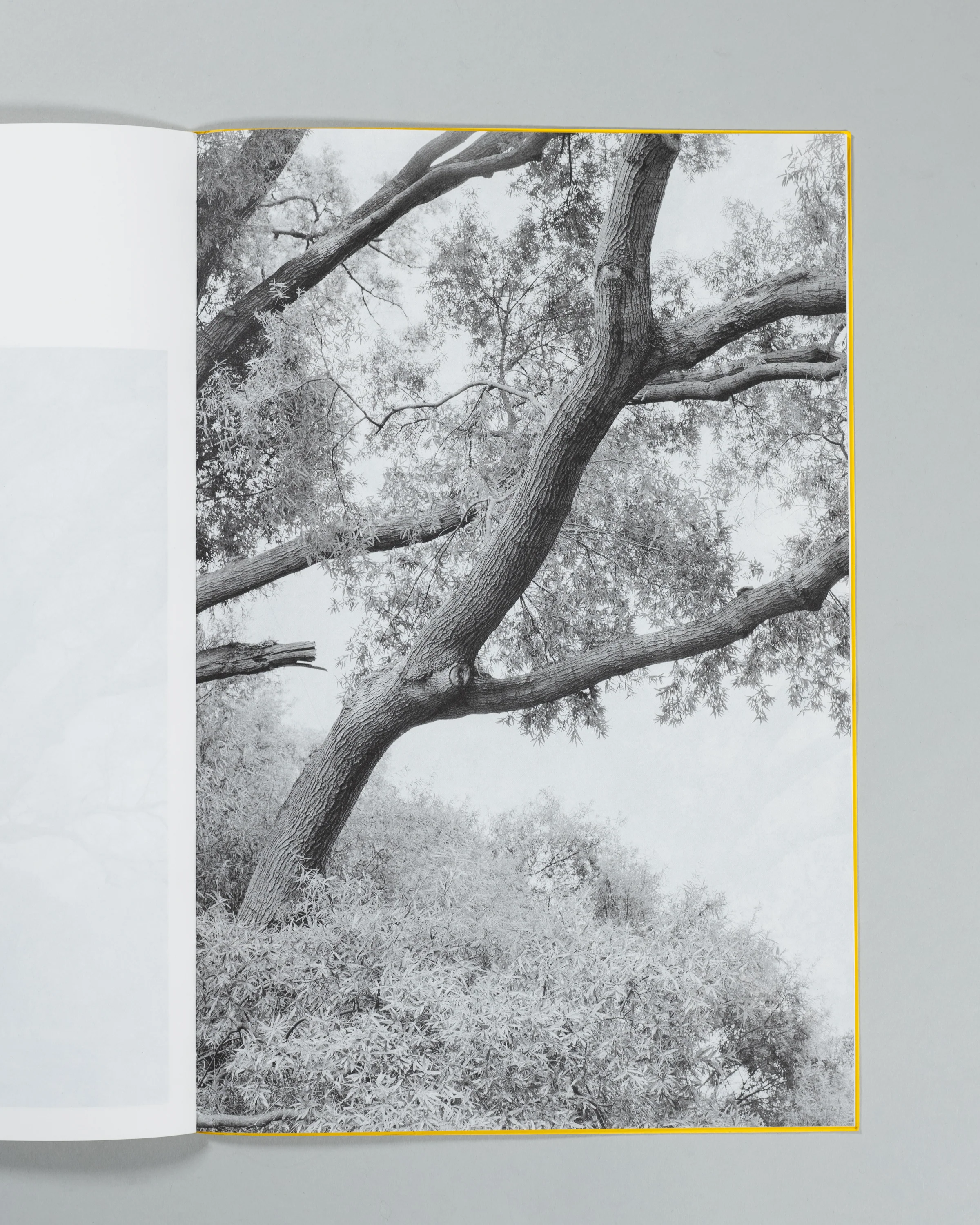 Amanda Sauer - Giant Willow Oak - Image 9