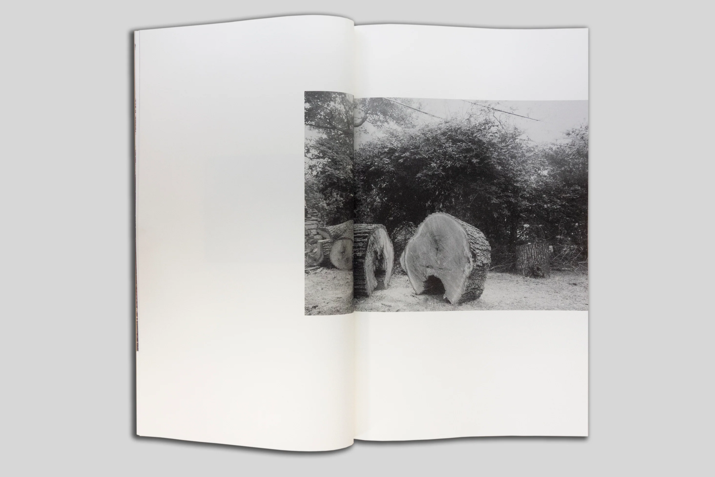 Harrison Miller - Yellow Pine - Image 5