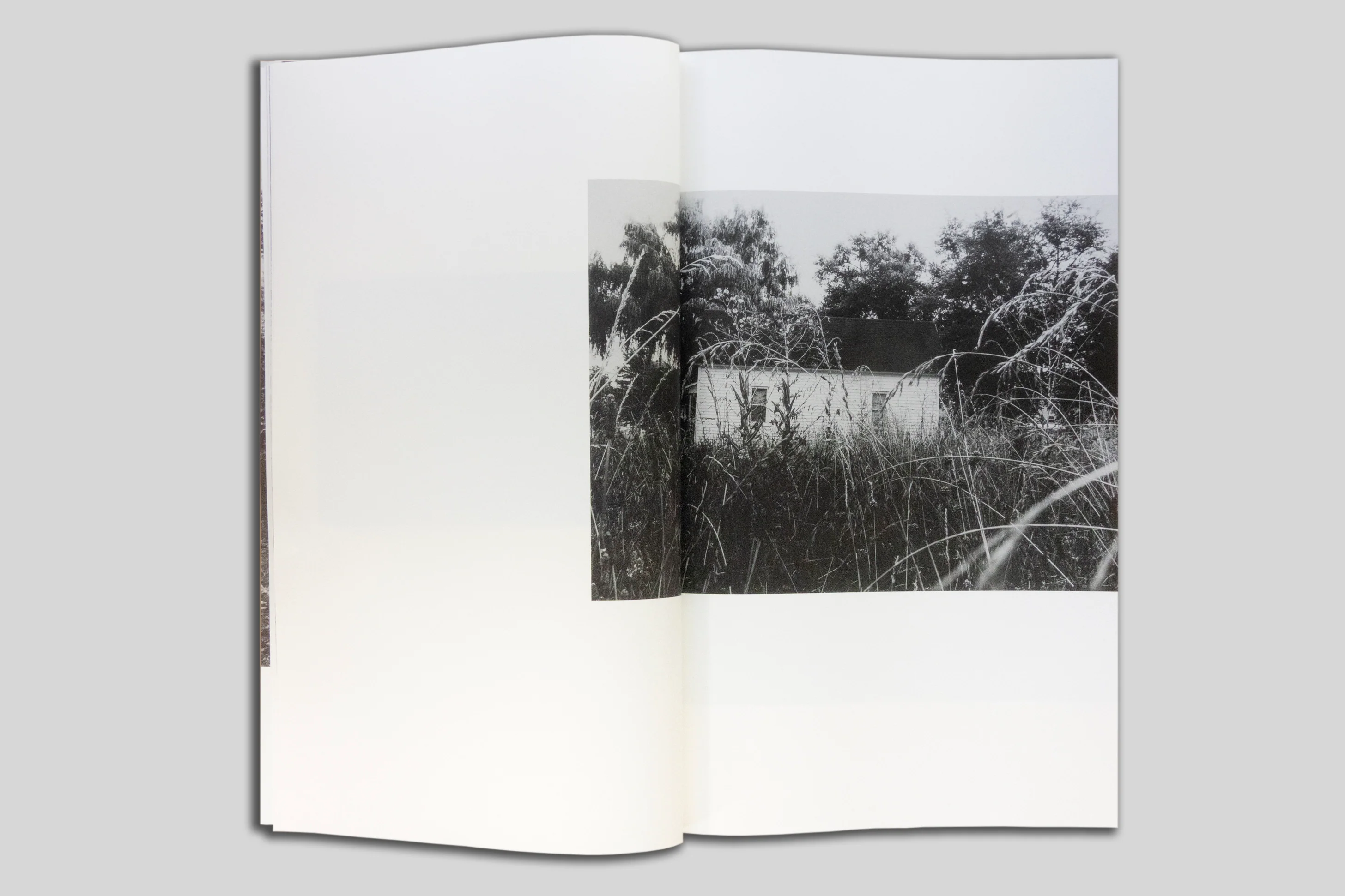 Harrison Miller - Yellow Pine - Image 6