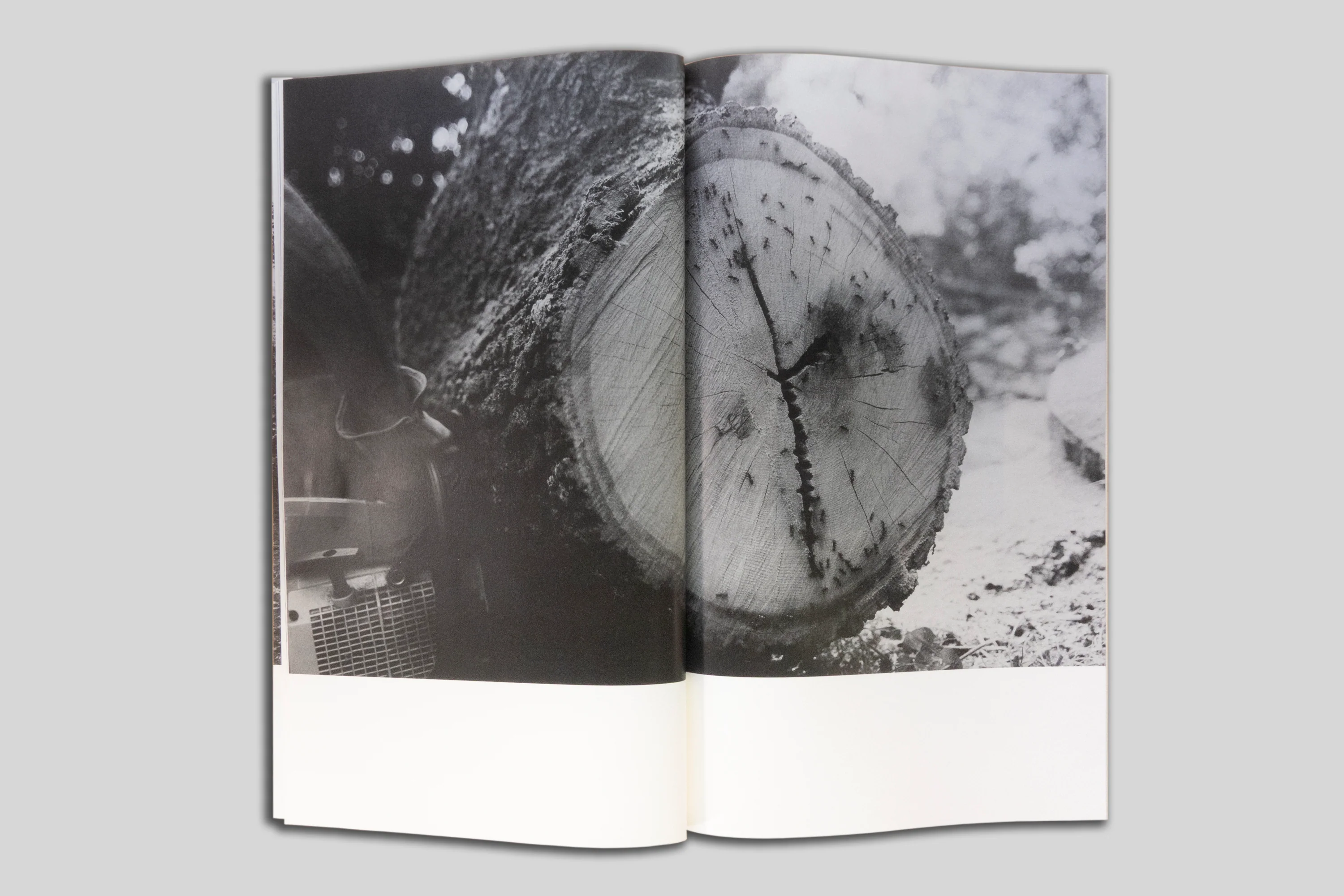 Harrison Miller - Yellow Pine - Image 8
