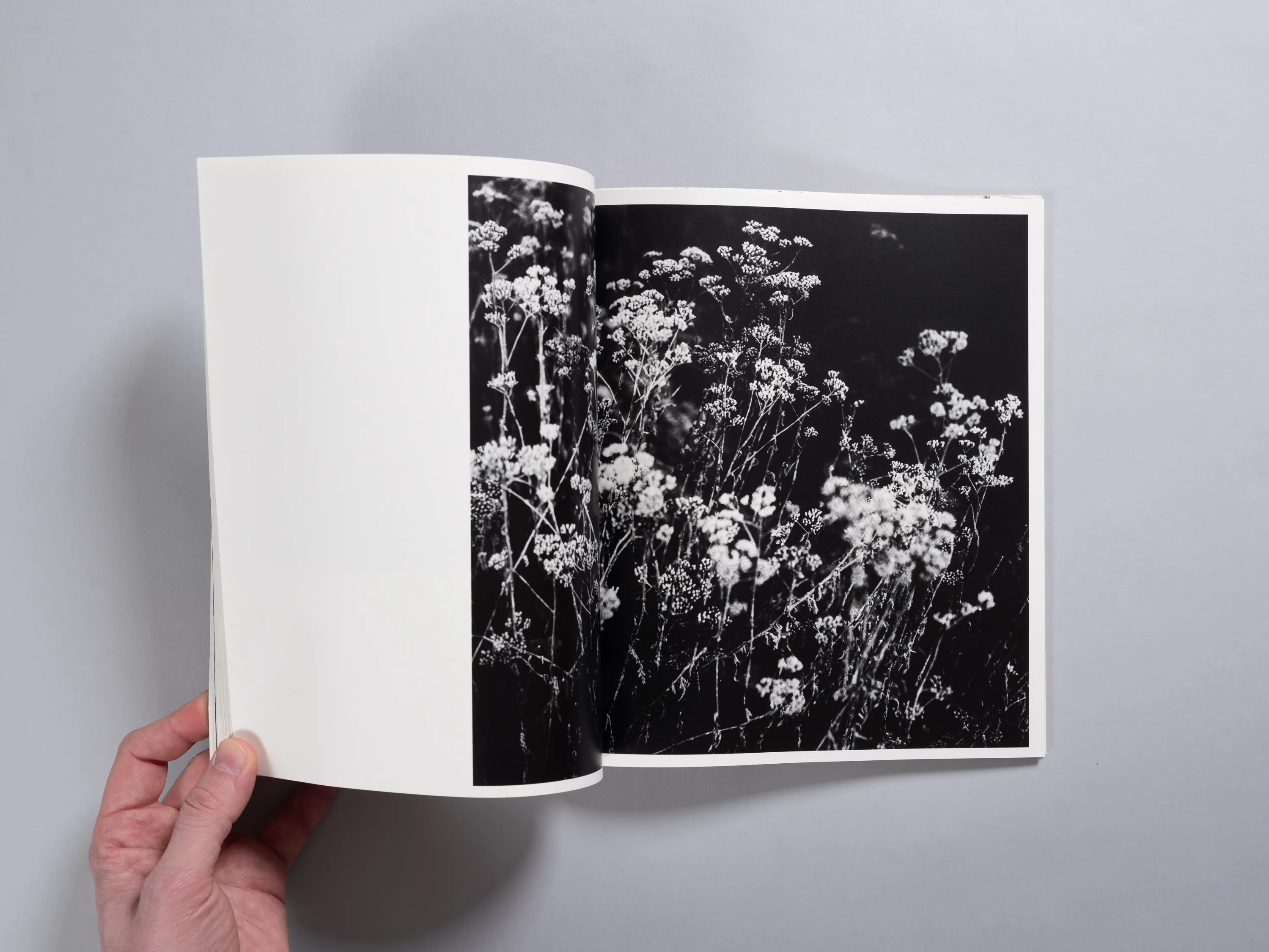 Louise Honée - JUNO - Image 10