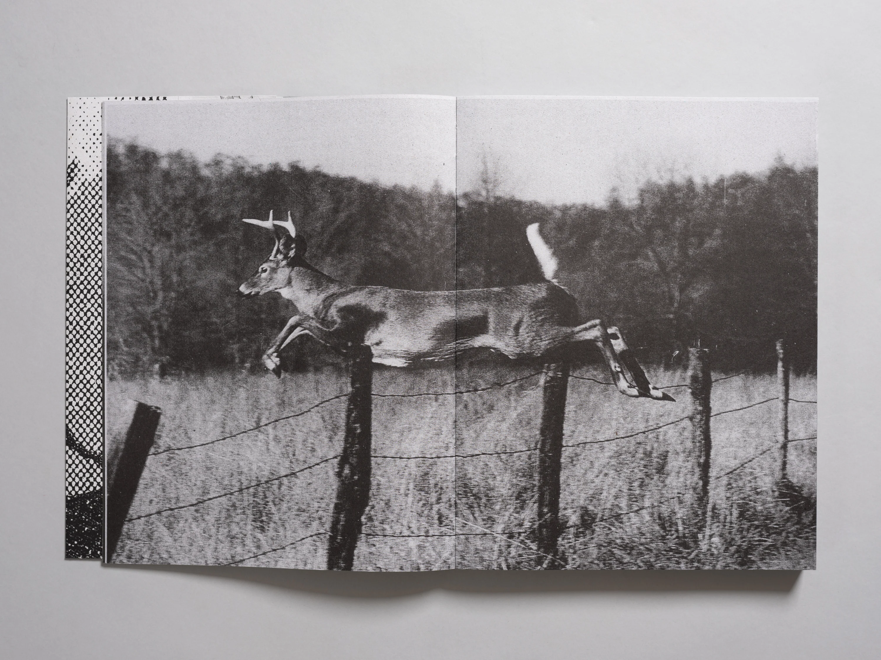 Pia P. Guilmoth & Jesse B. Saffire - Fishworm - Image 3